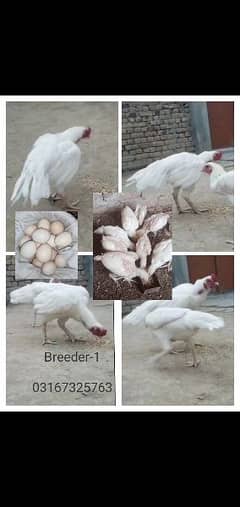 heera chicks Eggs in Taxila