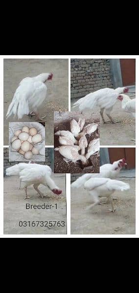 heera chicks Eggs in Taxila 0