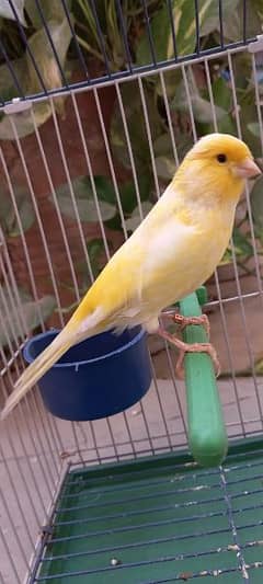 non stop singing canaries males for sale