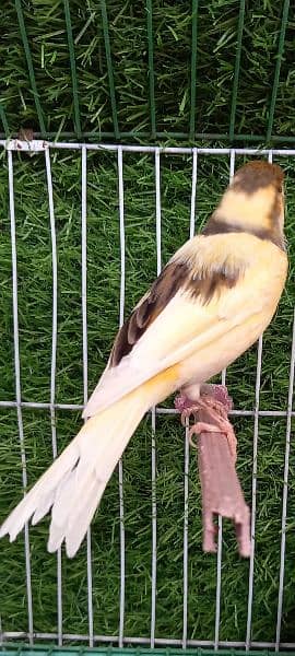 non stop singing canaries males for sale 1