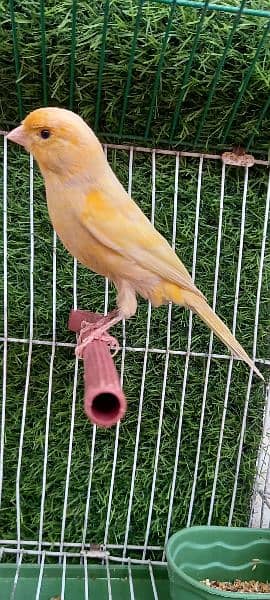 non stop singing canaries males for sale 2