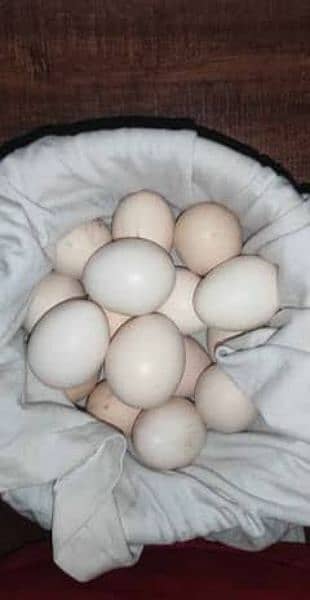 heera chicks Eggs in Taxila 1