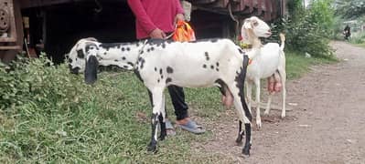 Desi bakri for sale 0301-7753177