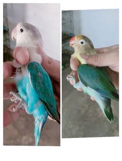 love birds breeder and bonded Pairs