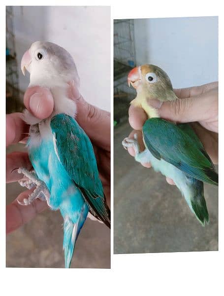 love birds breeder and bonded Pairs 0