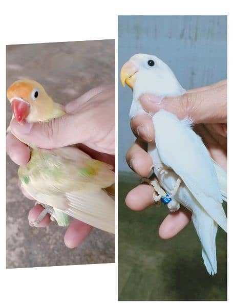 love birds breeder and bonded Pairs 1