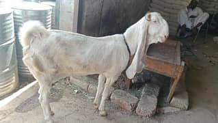 Bakri for sale