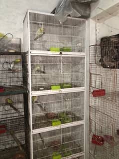 Love birds complete satup for sale with cages