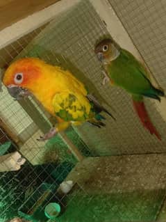 conure