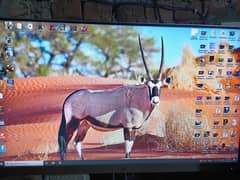 HP e243 Elite Display Monitor 24 inch (having black miner line)