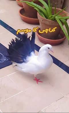 Lakka pigeon Pair for sale