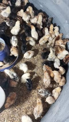 13 days old vaccinated chicks for sale