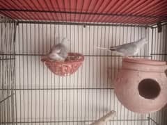 Daimond Dove breader pair for sale