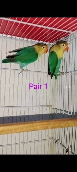 Breeder PairAlbino + Lutino Pair 03122001316 4