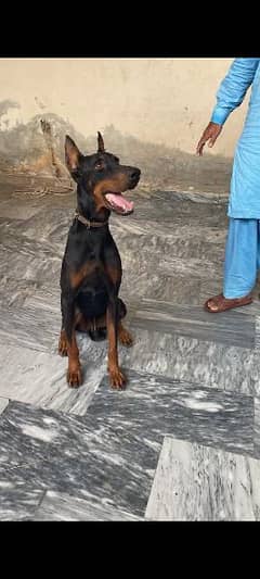 doberman male for sale