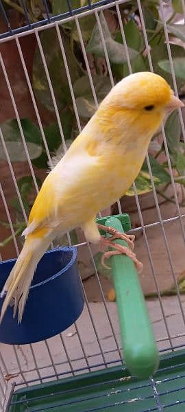 non stop singing canaries males for sale 3