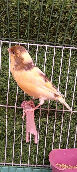 non stop singing canaries males for sale 4