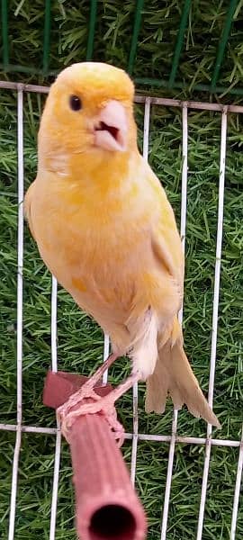 non stop singing canaries males for sale 5