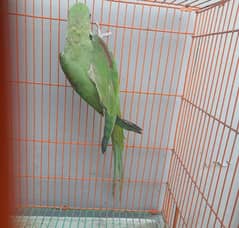 raw parrot for sale 4 month age WhatsApp number 03267720525