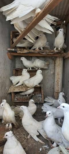 kabotar | pigeons