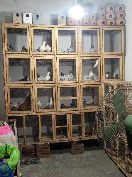 pet shop for sale 1