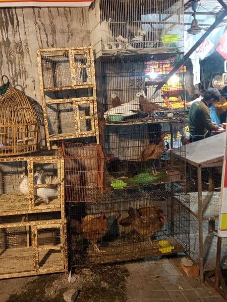 pet shop for sale 3