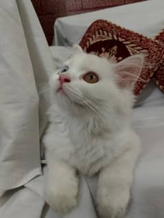 kitten for sale In Lahore only