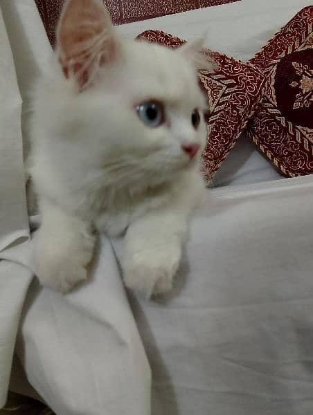 kitten for sale In Lahore only 5