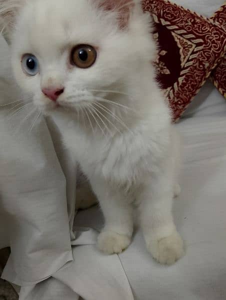 kitten for sale In Lahore only 8