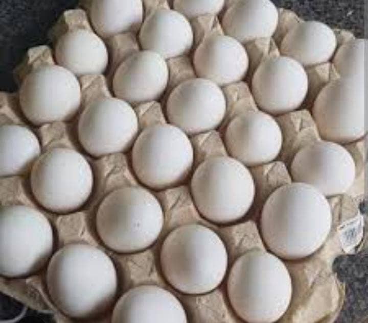 Fresh Farm eggs (Farmi Eggs) 2