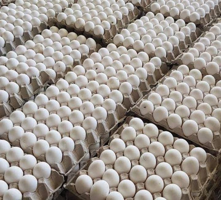 Fresh Farm eggs (Farmi Eggs) 4