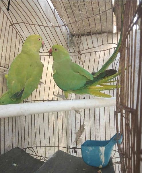 green ringneck paroot 0