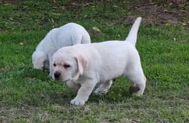 British Labrador puppies available top quality