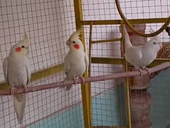 Best cockatiel  (contact no)03429136605