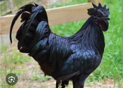 Ayam cemani near to egg laying pair