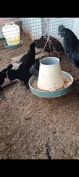 Ayam cemani egg laying pair 1