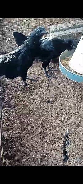 Ayam cemani egg laying pair 2