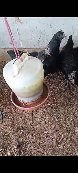 Ayam cemani egg laying pair 3