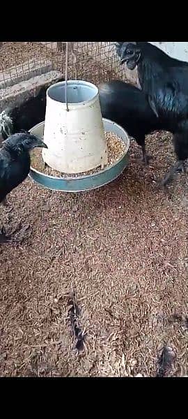 Ayam cemani egg laying pair 4