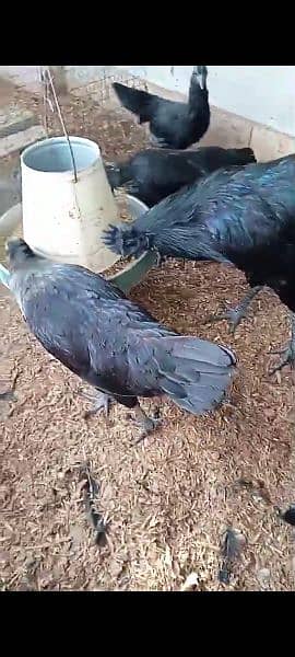 Ayam cemani egg laying pair 5