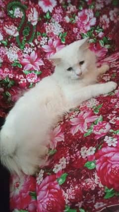 I want to sale Persian female