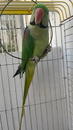 Alexandrine Parrot (raw parrot) (pahari tota) with cage