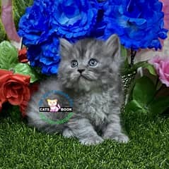 Smoky silver grey furr ball Persian kitten