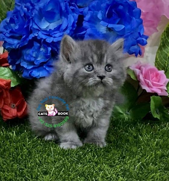 Smoky silver grey furr ball Persian kitten 1