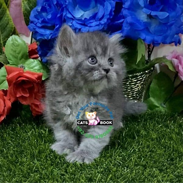 Smoky silver grey furr ball Persian kitten 2