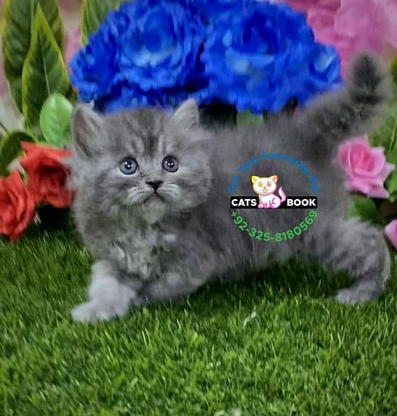 Smoky silver grey furr ball Persian kitten 3