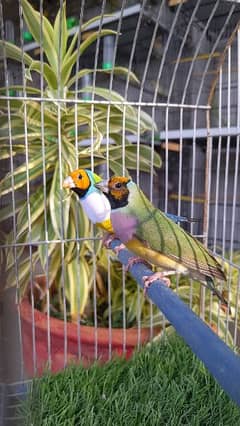 Gouldians and English line zebras