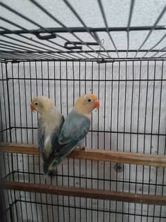 love birds