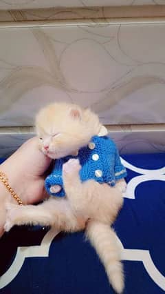 Persian kittens pair 20000 0