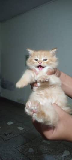 heavy furr two Persian kittens for sale